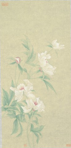 Paeonia 1