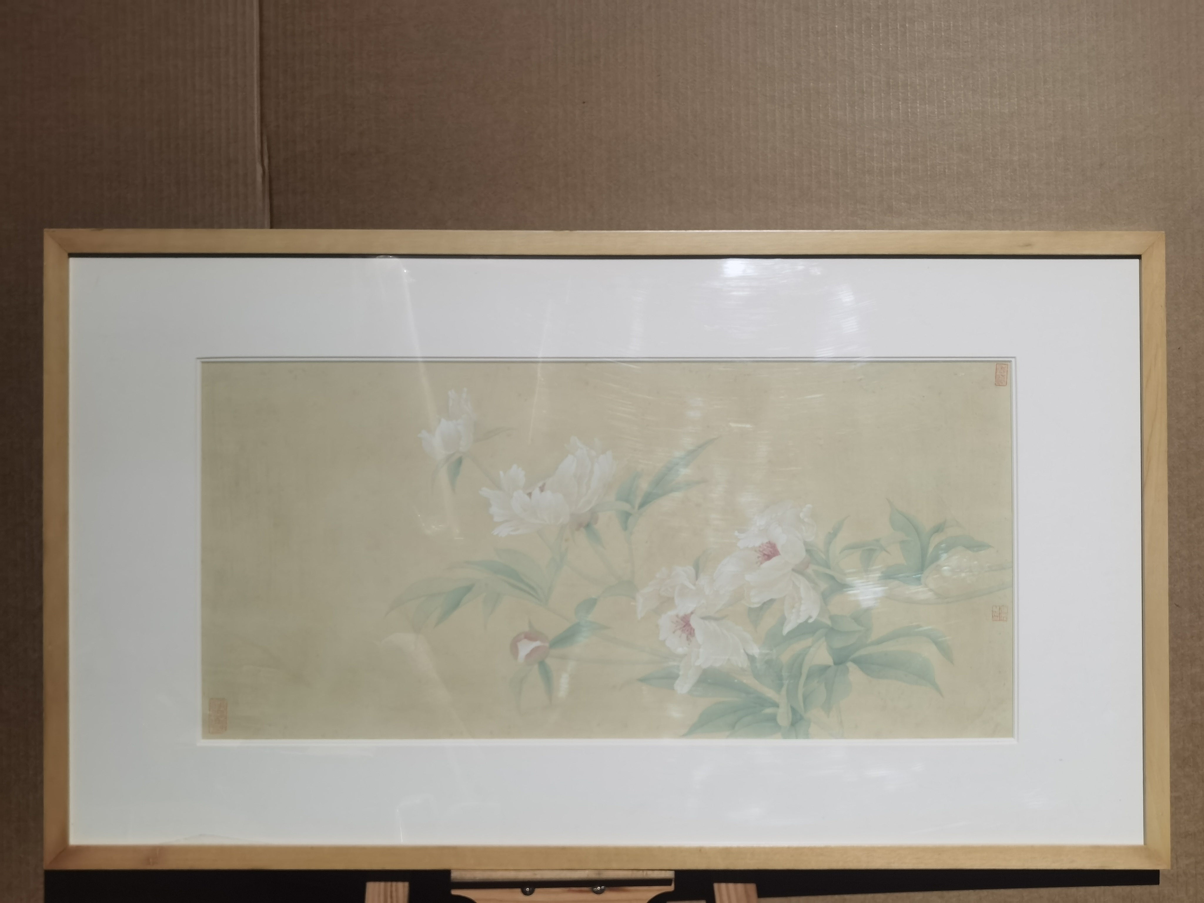 Paeonia 1