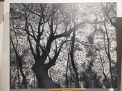 Woods Series Four