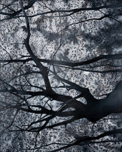 Woods Series Four