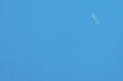 Feather 6