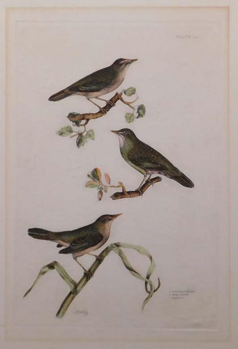 P.J. Selby 19th Century Ornithology Print Titled 'Reed Wren' 1828 Plate 58