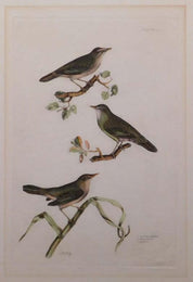 P.J. Selby 19th Century Ornithology Print Titled 'Reed Wren' 1828 Plate 58