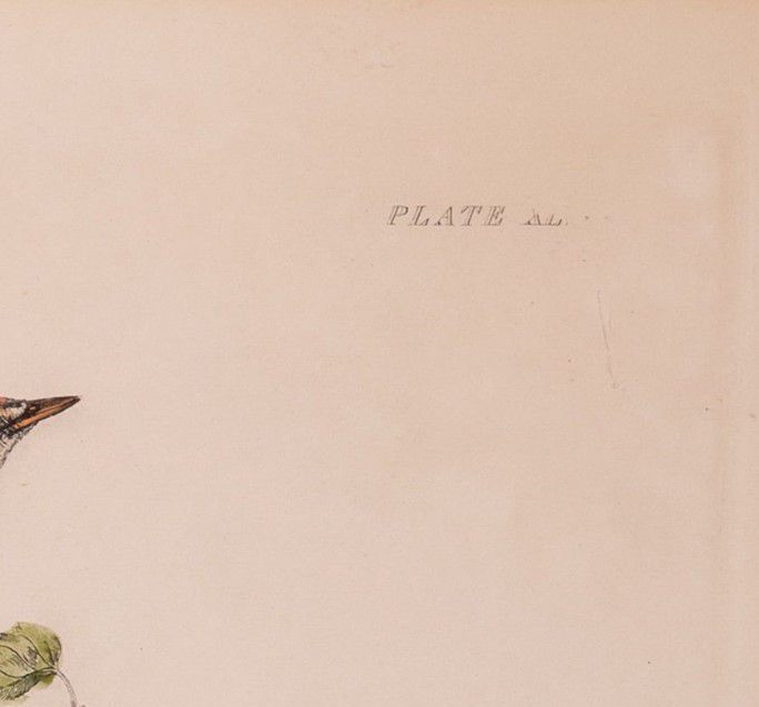 P.J. Selby 19th Century Ornithology Print Titled 'Reed Wren' 1828 Plate 58