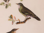 P.J. Selby 19th Century Ornithology Print Titled 'Reed Wren' 1828 Plate 58