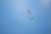 Feather 6