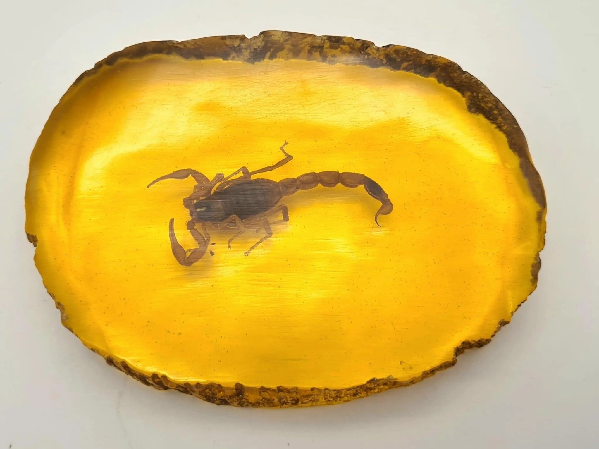 Unique Amber Resin Paperweight with Real Scorpion Encased - Stunning Desk Decor