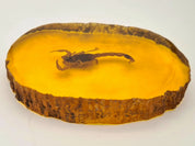 Unique Amber Resin Paperweight with Real Scorpion Encased - Stunning Desk Decor