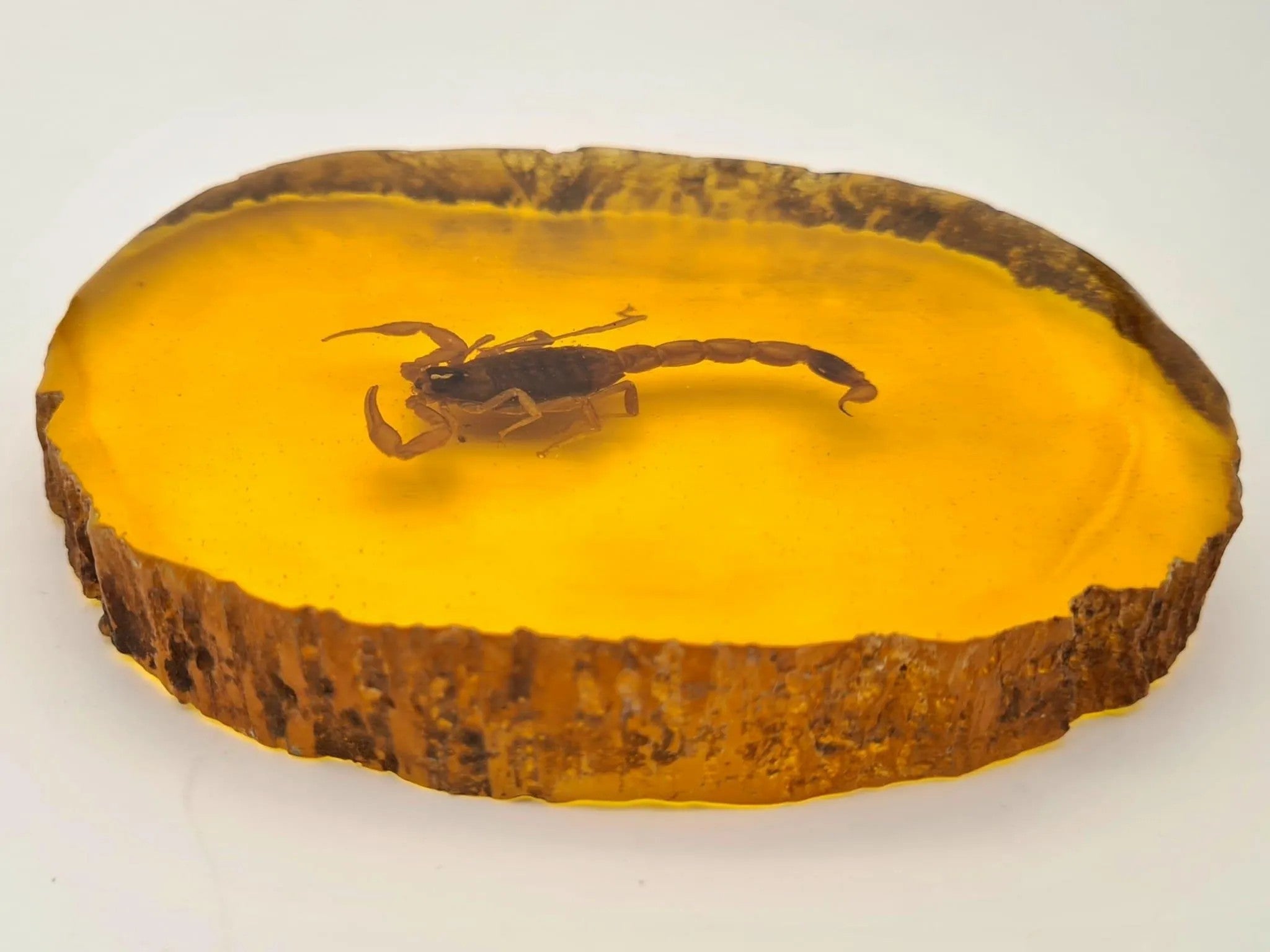 Unique Amber Resin Paperweight with Real Scorpion Encased - Stunning Desk Decor