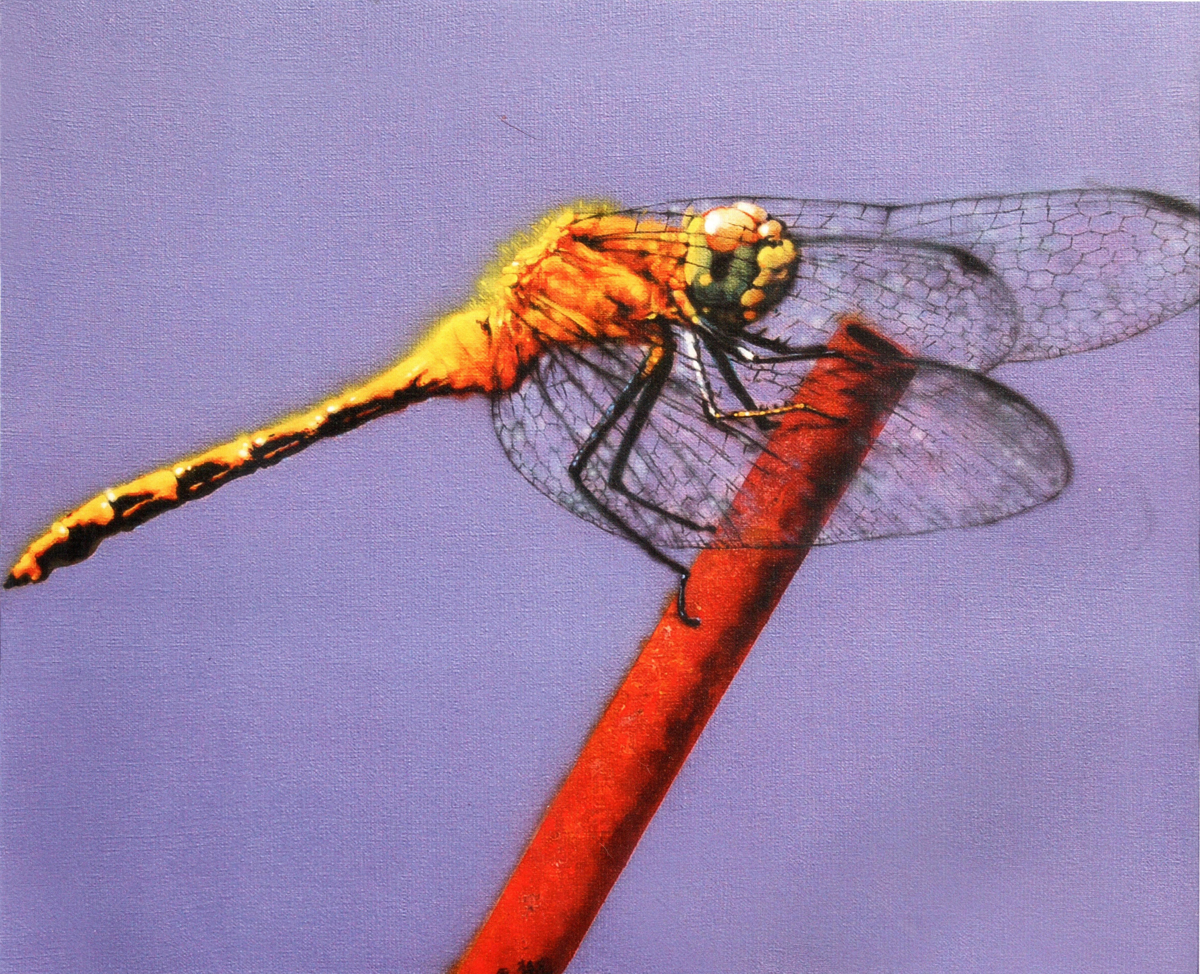 Yellow Dragonfly