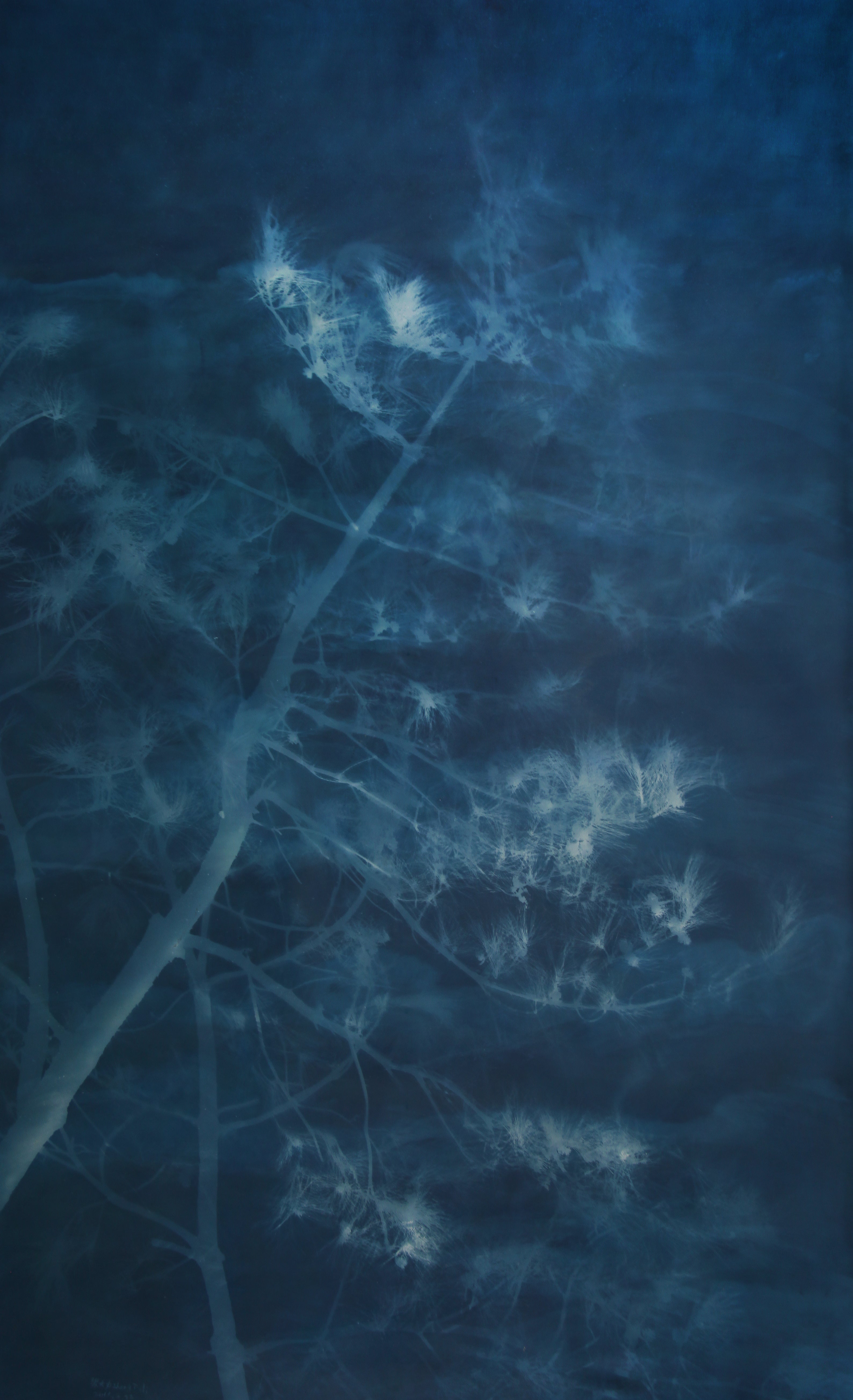 Pine Tree (11)