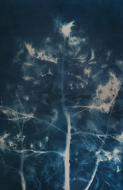 Pine (15)