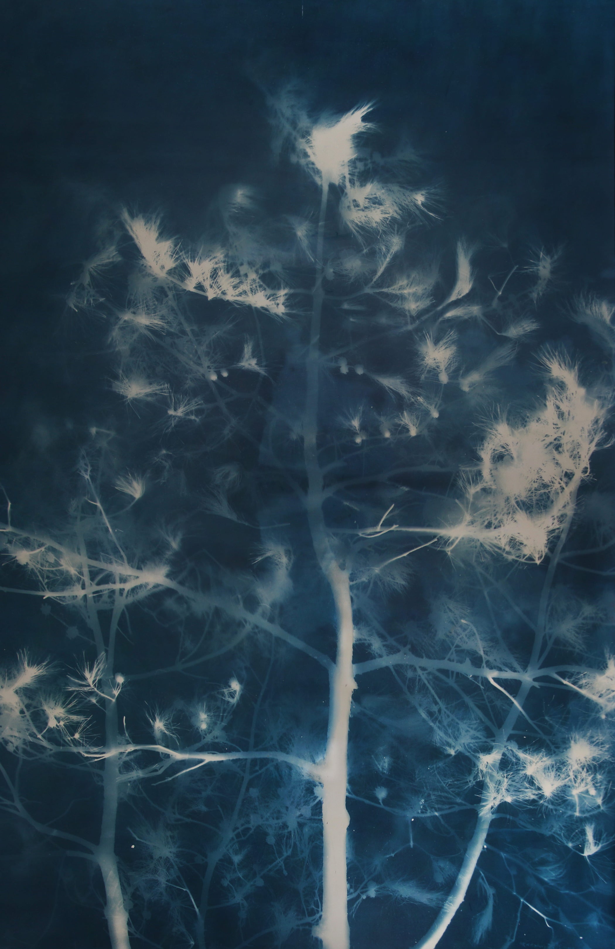 Pine (15)