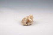 Dinosaur Fossils, Tooth Matrix (Morocco) - Cretaceous, 100 Million Years Ago