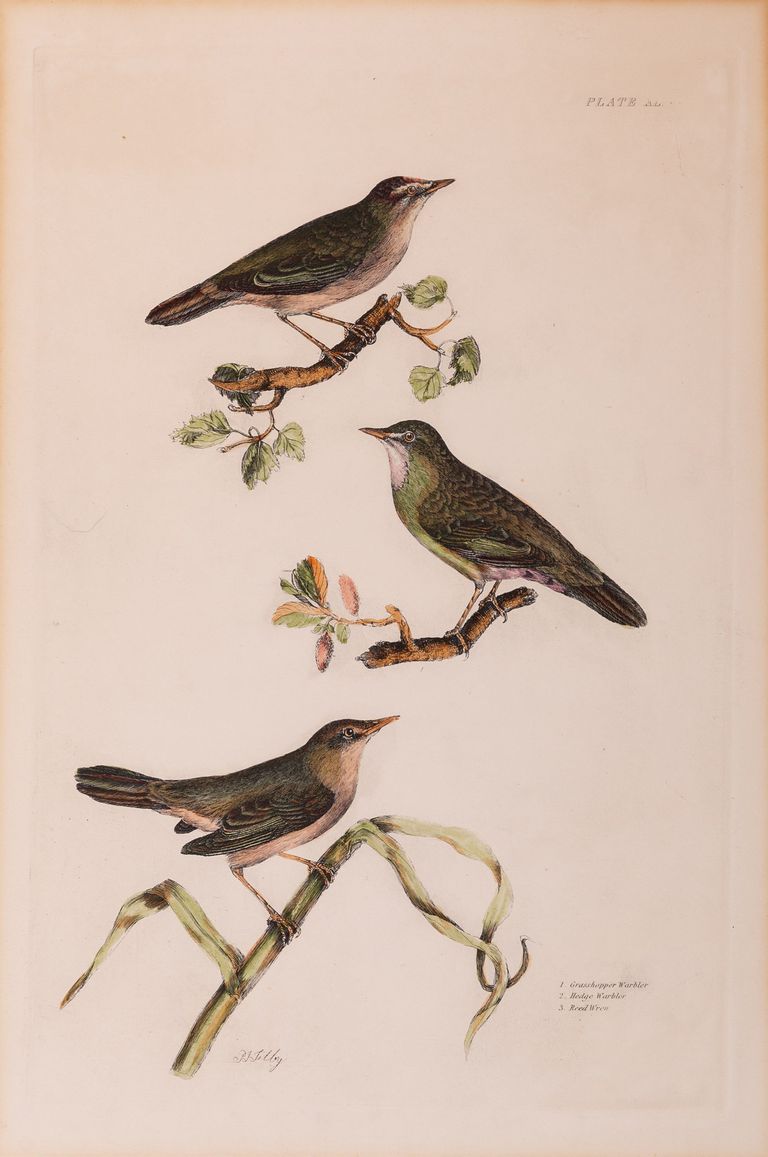 P.J. Selby 19th Century Ornithology Print Titled 'Reed Wren' 1828 Plate 58