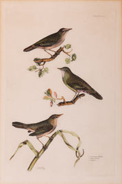 P.J. Selby 19th Century Ornithology Print Titled 'Reed Wren' 1828 Plate 58